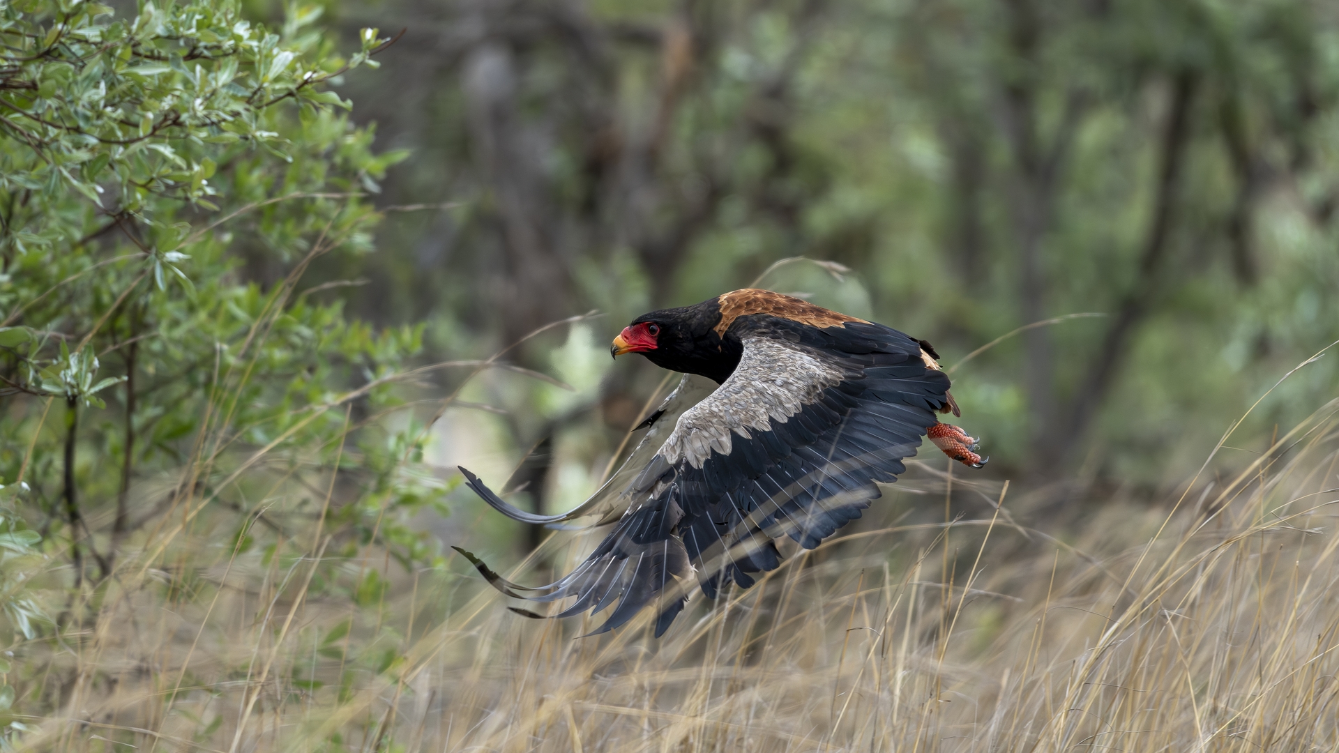 Kruger25 2025 10 30 11 17 39 ILCE 1M2 607